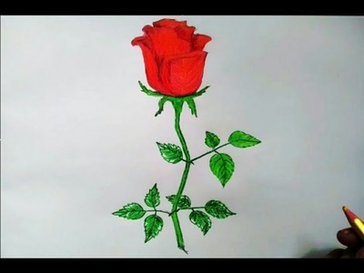 How to draw a rose with colour pencils Easy step by step drawing lessons for beginners