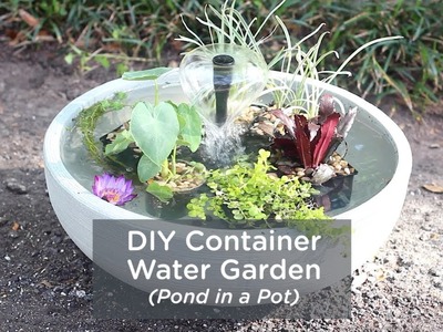 DIY Container Water Garden (Pond in a Pot)
