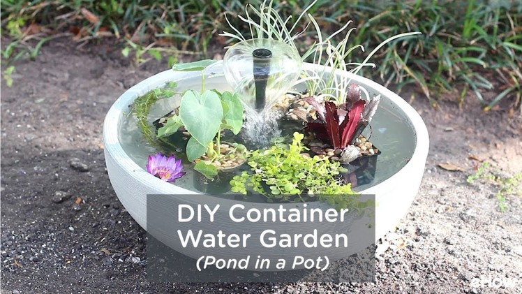 DIY Container Water Garden (Pond in a Pot)