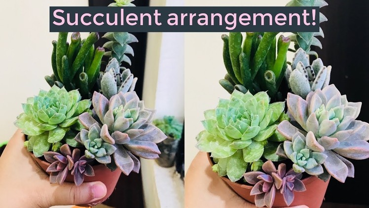 DIY simple and easy succulent arrangement || INDIAN succulent collector ||