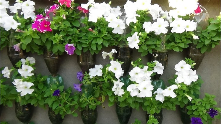 Floriculture on wall using plastic bottles (with english subtitle)