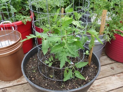 How To Build an Inexpensive 4-6 ft Tomato, Cucumber & Vine Crops Trellising Cages: DIY from Fencing