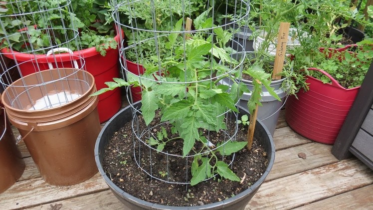 How To Build an Inexpensive 4-6 ft Tomato, Cucumber & Vine Crops Trellising Cages: DIY from Fencing