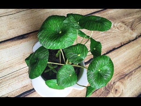 ABC TV | How To Make Chinese Money Plant From Crepe Paper - Craft Tutorial
