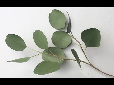 ABC TV | How To Make Silver Dollar Eucalyptus From Paper - Craft Tutorial