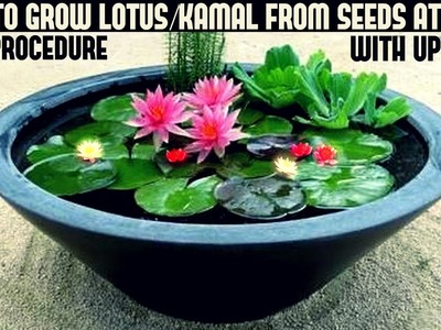 How to Grow Lotus Plant at Home With Updates( FAST N EASY METHOD)