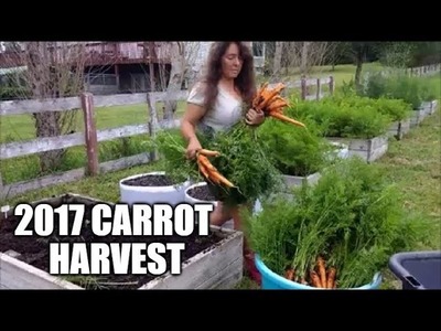 Massive Carrot Haul - Grocery Shopping At Home