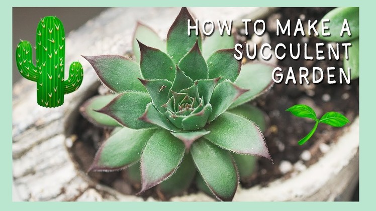 Succulent Tips for Beginners | How to Repot Succulents | Learn to Garden | How to Grow Succulents