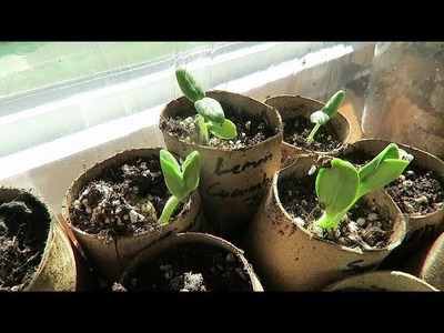 DIY Toilet Paper Roll Seed Starters + Other Reusable Recycling for Planting
