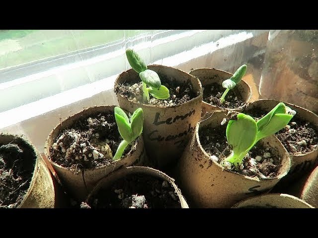 DIY Toilet Paper Roll Seed Starters + Other Reusable Recycling for Planting