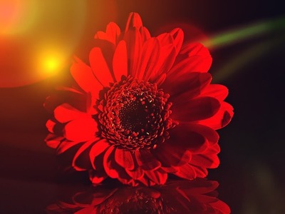 How to make a beautiful and amazing Gerbera flower with crepe paper.
