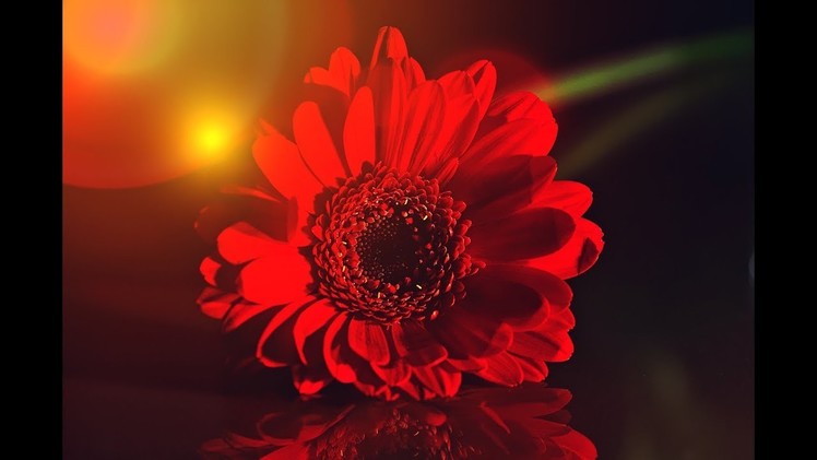 How to make a beautiful and amazing Gerbera flower with crepe paper.