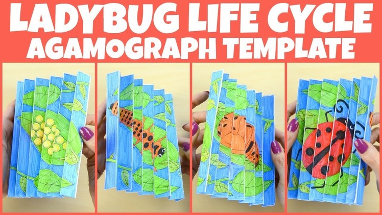 Ladybug Life Cycle Agamograph Template - paper crafts for kids