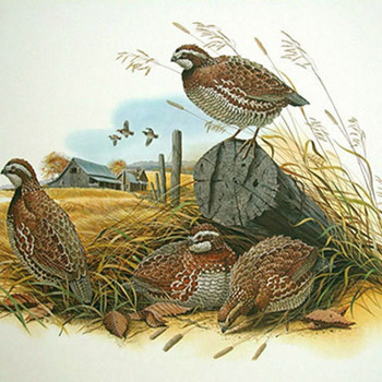 Counted  Chart Bobwhite QuaiL Cross Stitch Pattern***L@@K***Buyers Can Download Your Pattern As Soon As They Complete The Purchase