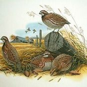 BIRDS Bobwhite QuaiL Cross Stitch Pattern***L@@K***Buyers Can Download Your Pattern As Soon As They Complete The Purchase