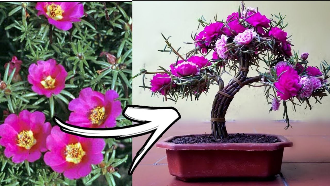 How to make portulaca bonsai at home | Bonsai diy | Plant decor ideas | Garden decoration ideas ????