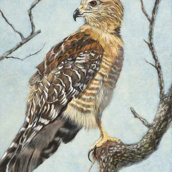 Bird of Prey Cross Stitch Pattern***L@@K***Buyers Can Download Your Pattern As Soon As They Complete The Purchase