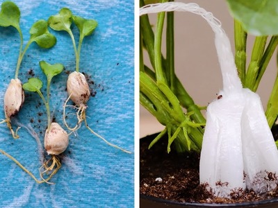 13 Plant Parenting Hacks That Will Make Your Plants Grow Big and Strong! Blossom