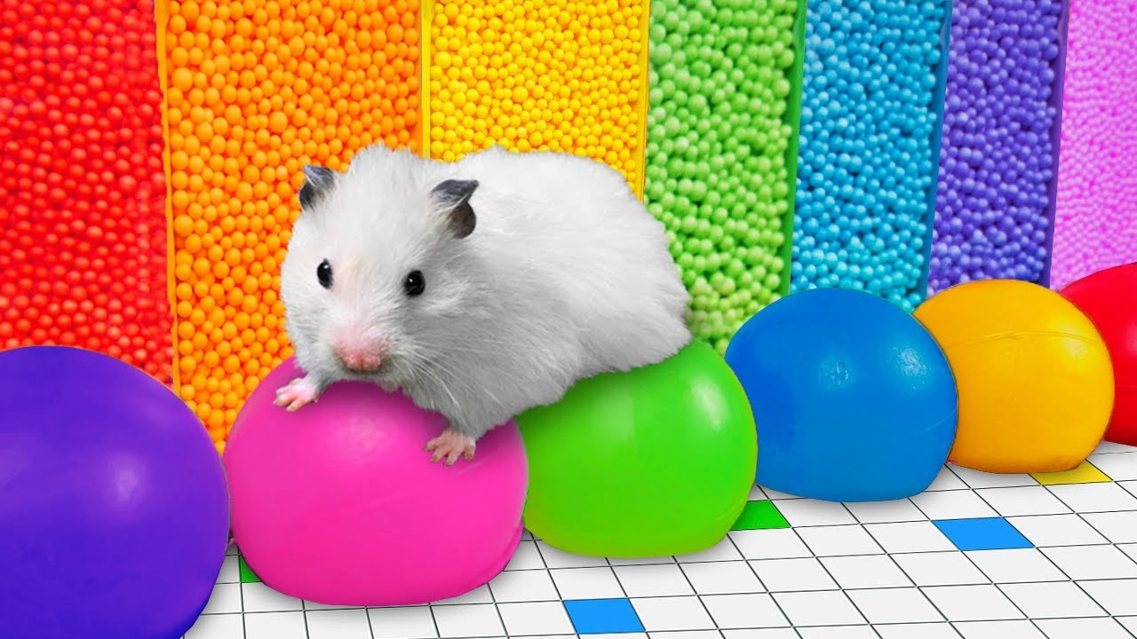 ???? DIY Colorful Hamster Maze with Rainbow Balloons