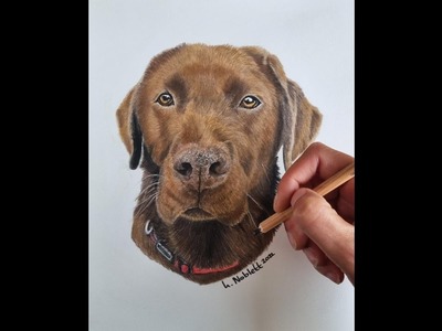 Speed draw pet portrait Chocolate Labrador in pastel pencils. quick drawing
