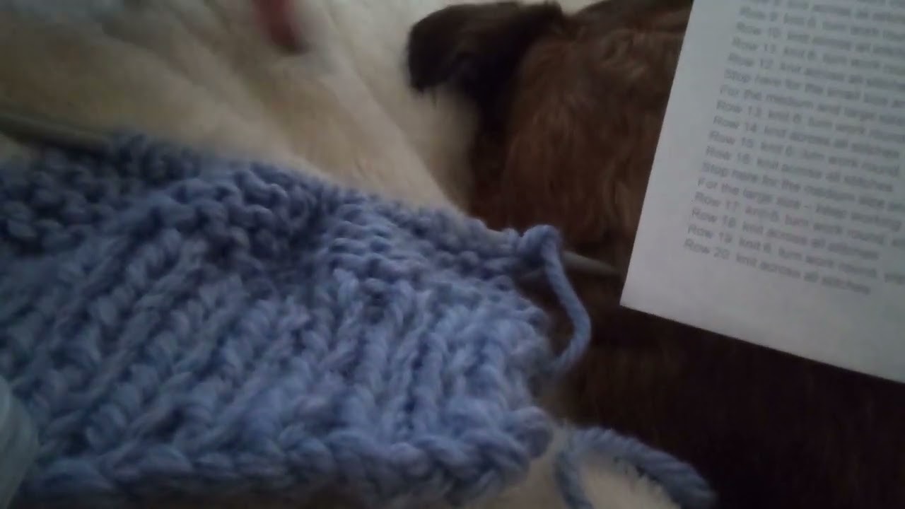 Knitting with Kitten monthly free pattern - beginners knitting a pair of cosy sofa socks.