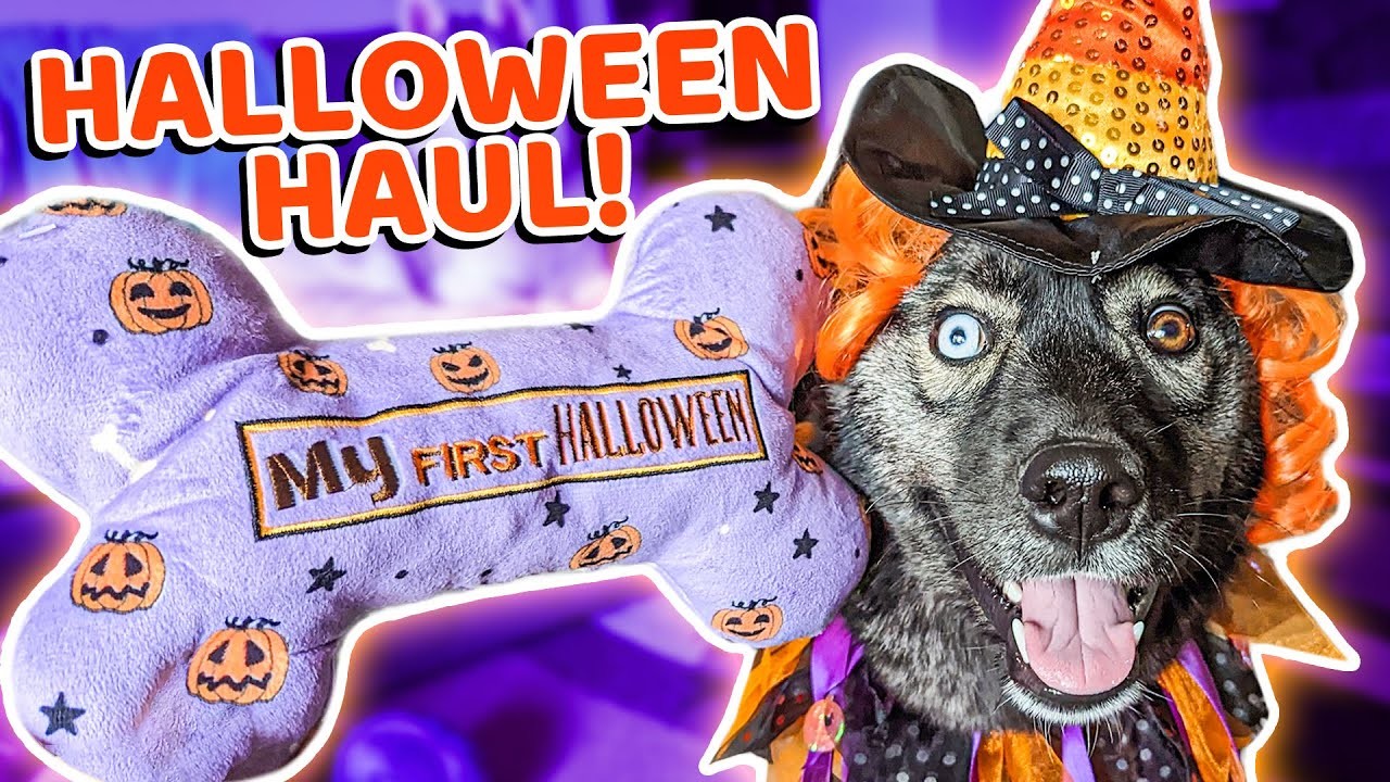 Surprising My Dog With Halloween Toys! ???? Halloween Shopping Haul