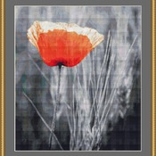 A Red Poppy Cross Stitch Pattern