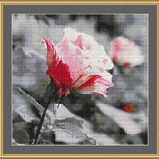 A Rose Cross Stitch Pattern