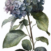 Blue Hydrangea Cross Stitch Pattern