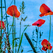 Bright Red Poppies Cross Stitch Pattern