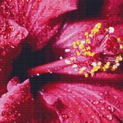 Dew On A Hibiscus Cross Stitch Pattern