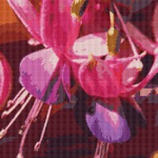 Fuchsia Cross Stitch Pattern