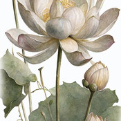 Lotus Flower Cross Stitch Pattern