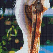 Pelican Cross Stitch Pattern