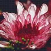 Pink Chrysanthemums Cross Stitch Pattern