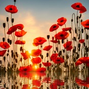 Poppies At Sunset Cross Stitch Pattern