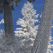 Trees In Winter Cross Stitch Pattern