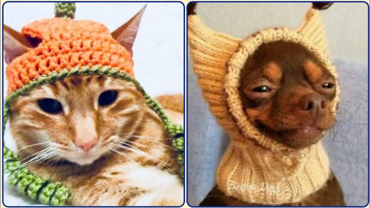 Crochet Cat & Dog Hat knitting - Accessories Handmade Ideas