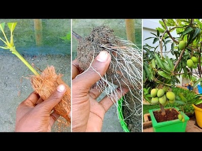 How to grow Mango trees with Banana at Home 100% Success | 18 Days | MEO Garden 4u