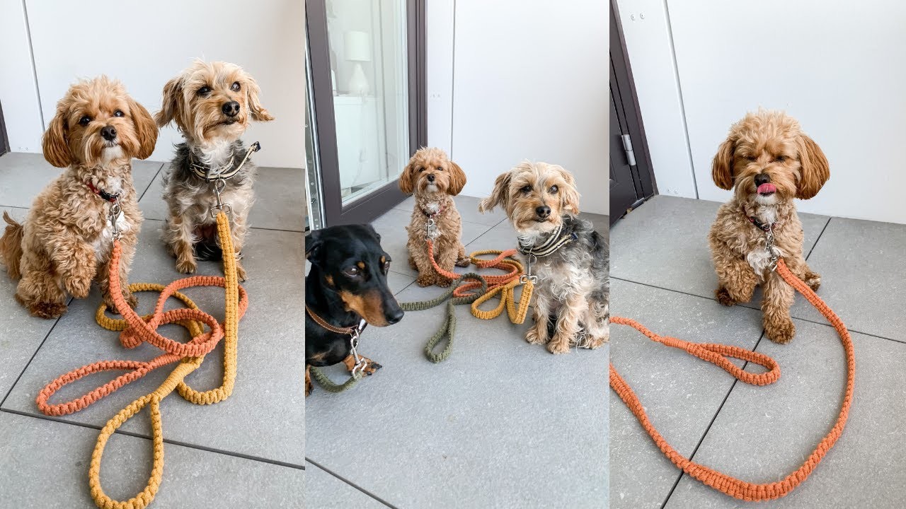 Make Your Own Macrame Dog Lead. Craft Kit Demo