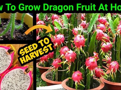 How To Grow Dragon Fruit In Pot | Complete Updates From Seed To Harvest