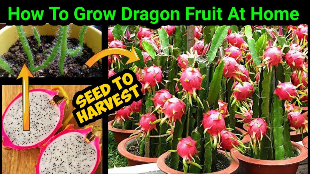 How To Grow Dragon Fruit In Pot | Complete Updates From Seed To Harvest