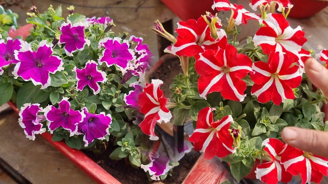 All About Petunia Plant - How to Grow and Care Petunia || Fun Gardening