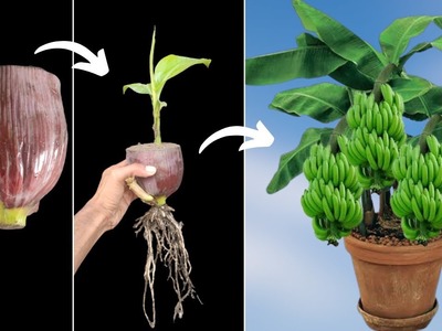 Unique Skill How to grow banana tree from banana flowers || Tree made from banana flower