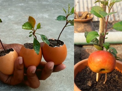 How to grow apple tree from seeds ???? grow apple tree from seed