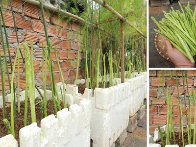 How to grow asparagus at home quickly for harvest