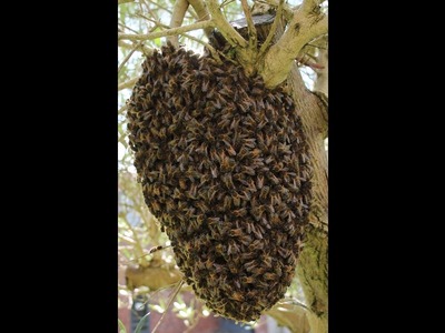 Understanding Swarming  EDIBEE PROJECT for the Irish Beekeeper 2022