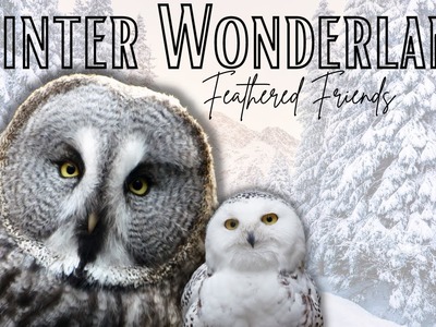 Winter Wonderland Rustic Bird DIY Decor On A Budget-MUSIC ONLY