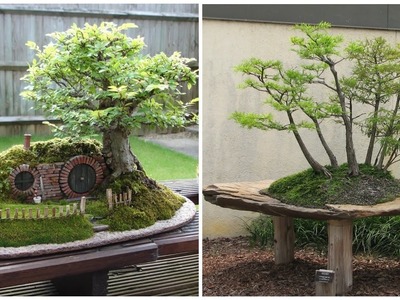 Bonsai - beautiful decorative dwarf trees! 35 ideas for inspiration!