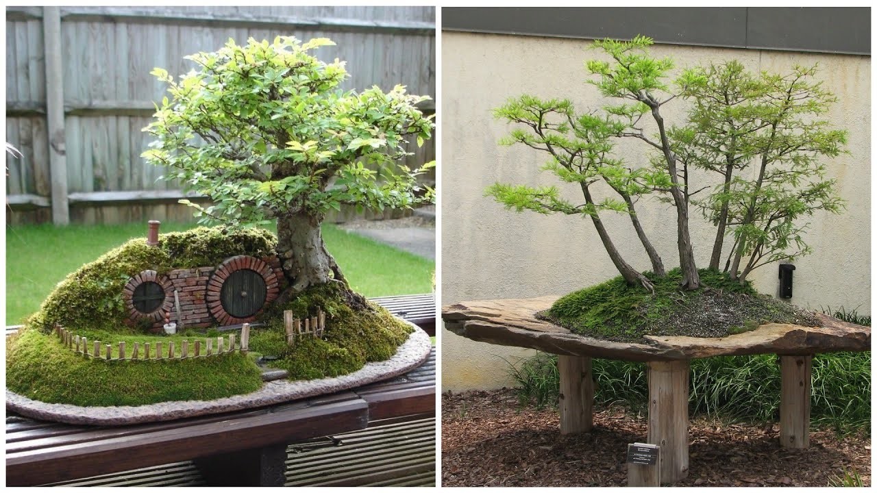 Bonsai - beautiful decorative dwarf trees! 35 ideas for inspiration!